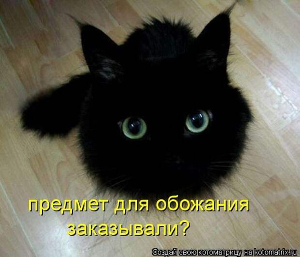 Лучшие котоматрицы недели