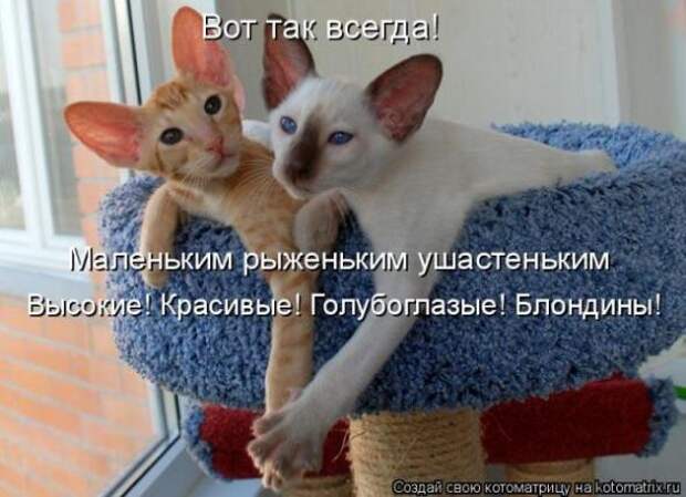 Котоматрица про любовь (часть 2)