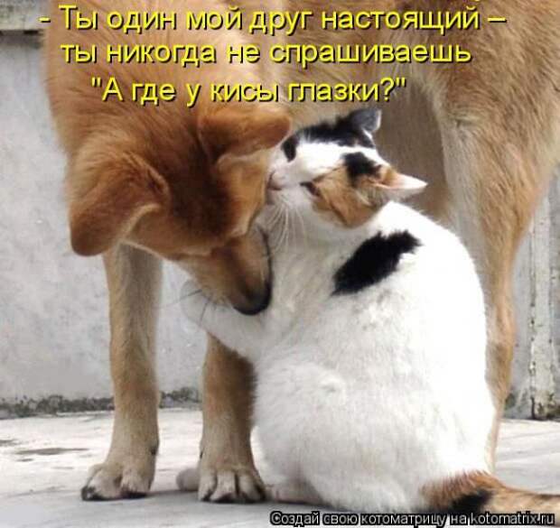 Котоматрицы(картинки с надписями)