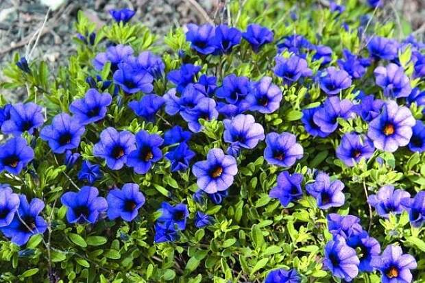Фото синие цветы Калибрахоа