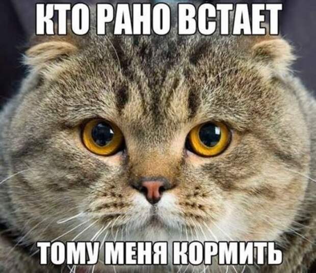 Прикольные фотомемы (23 шт)