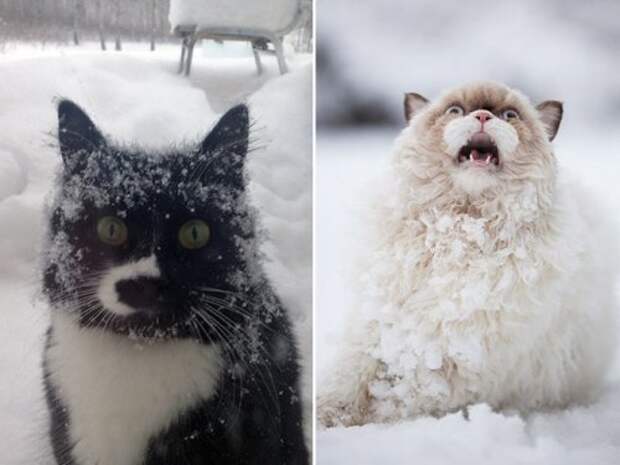 Кошки,которые не любят снег животные, коты, снег, юмор