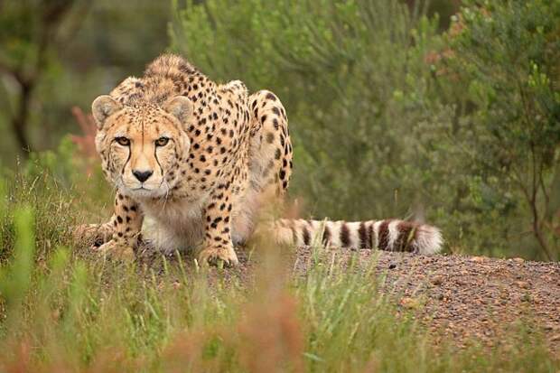 Гепард: между кошкой и собакой гепард, Семейство кошачьих, Животные, Природа, фотография, длиннопост