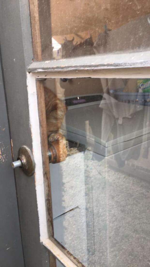 кошка выручила хозяйку кошка за дверью