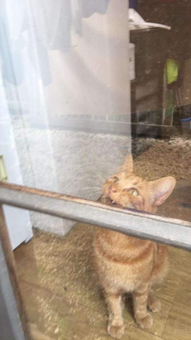 кошка помогла хозяйке кошка за дверью