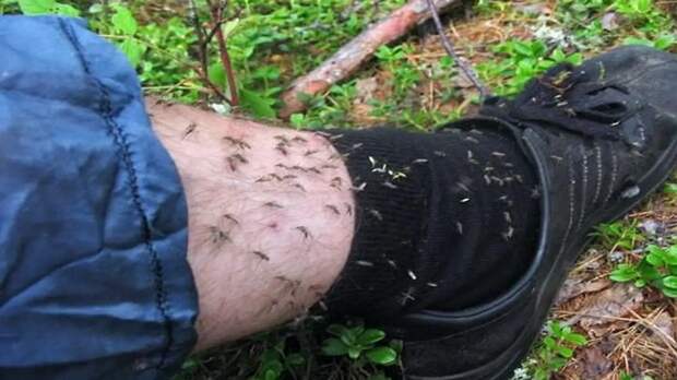 Челябинцы жалуются на небывалую активность комаров