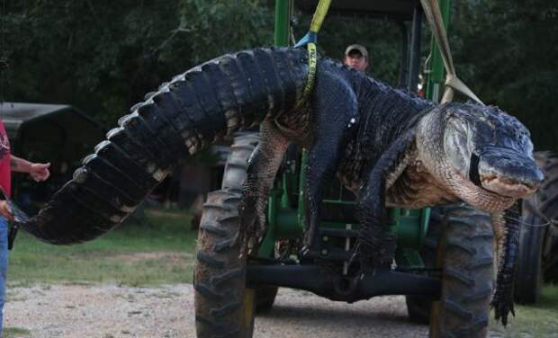 Семья охотников поймала самого крупного в мире крокодила