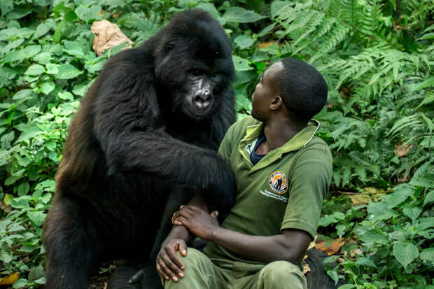 Фотогеничность в мире животных: бесподобная горилла позирует фотографу в зоопарке горилла, животные, зоопарк, обезьяна, приматы, смешно, фото, юмор