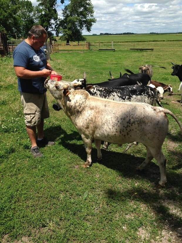 Американский фермер гордится своими мини-коровками