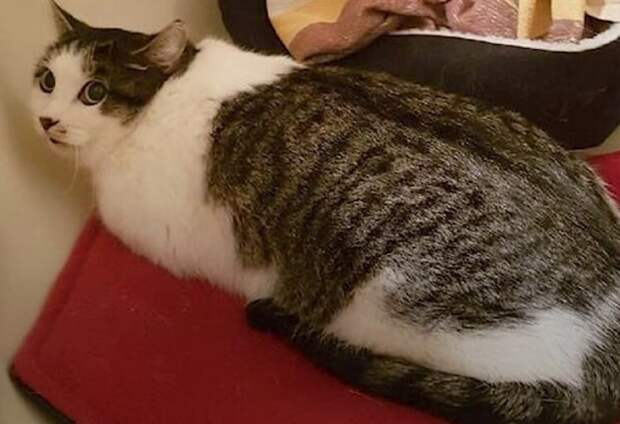 Лежащая кошка Кошка лежит