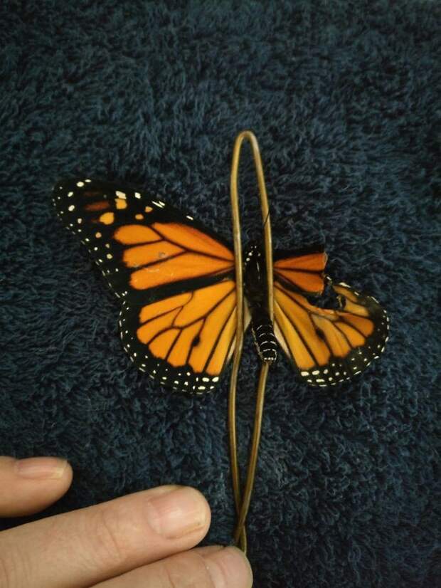 пересадка крыло бабочки, Трансплантация крыла бабочки, пересадила крыло бабочке, бабочка Монарх крыло