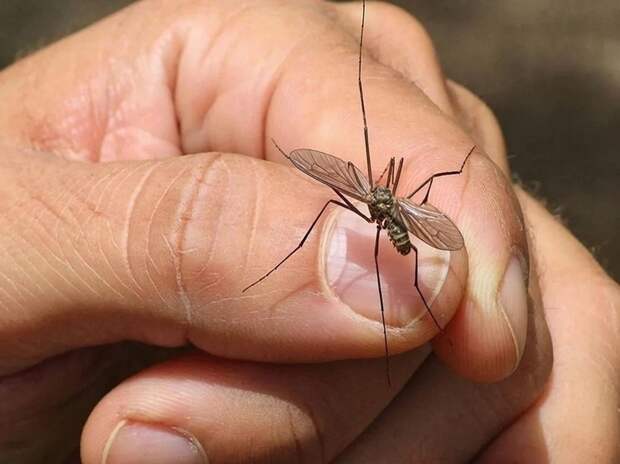 Комары вернутся в Центральную Россию сразу после ближайших заморозков
