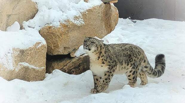 Шадриков объяснил, почему Татарстан подключился к проекту по сохранению снежных барсов