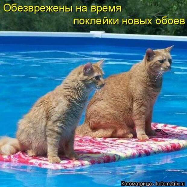 Котоматрицы(картинки с надписями)