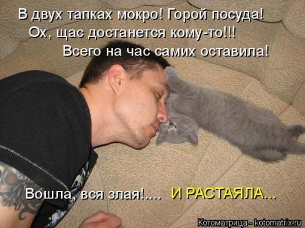 Свежая котоматрица на Бугаге (27 фото)