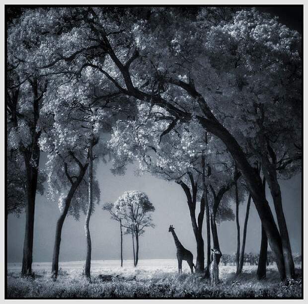 фотографии африки. Nick Brandt