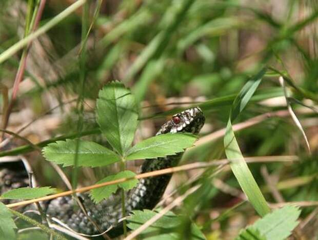 Дачников и любителей природы предупредили о пробуждении гадюк. На юге России заметно потеплело
