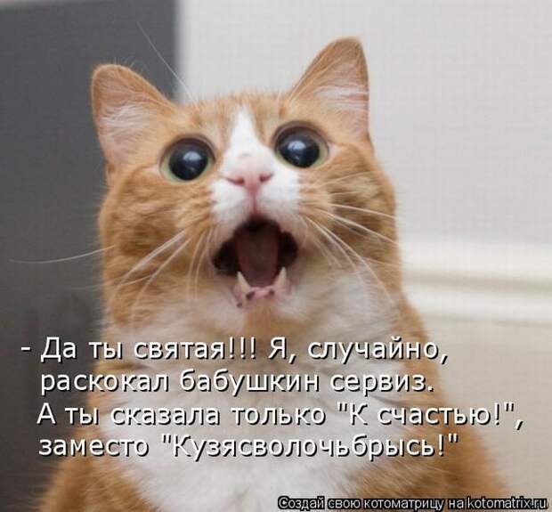 Лучшие котоматрицы недели (50 фото)