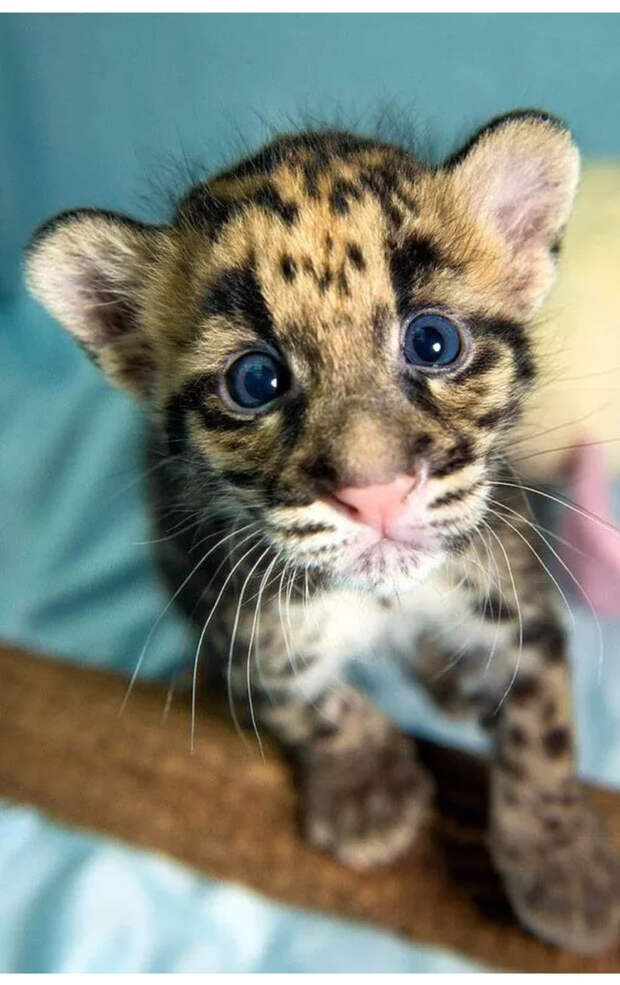 Маленькие большие кошки Большие кошки, Милота, Детеныш, Хищник, Животные, Дикие животные, Лев, Леопард, Гепард, Тигр, Пантера, Пума, Снежный барс, Ягуар, Манул, Каракал, Рысь, Фотография, Длиннопост