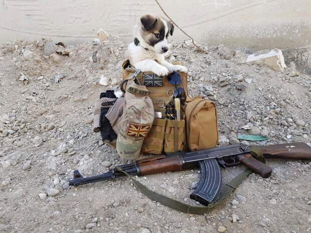 Солдат спас на войне щенка и нашёл в нём спасителя для себя животные, собака, солдат, спасение, щенок