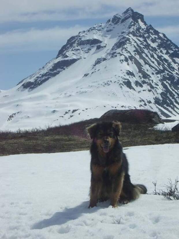 Трогающая до слез история спасения хозяина собакой, ценой собственной жизни пес спас хозяина ценой жизни, Мейсон спас хозйяку от волка, собака защитила хозяина от волка