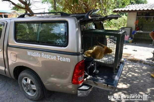 Золотистый ребёнок жил в мешке мусора 10 лет! Его владельцы вызвали спасателей от отчаяния животные, история, спасение