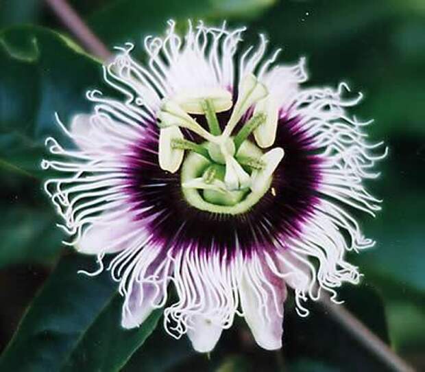 цветок пассифлора