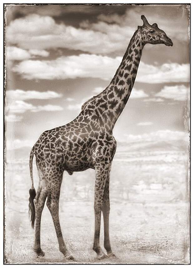 фотографии африки. Nick Brandt