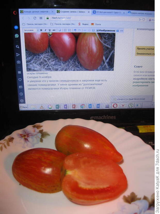 томаты осенние