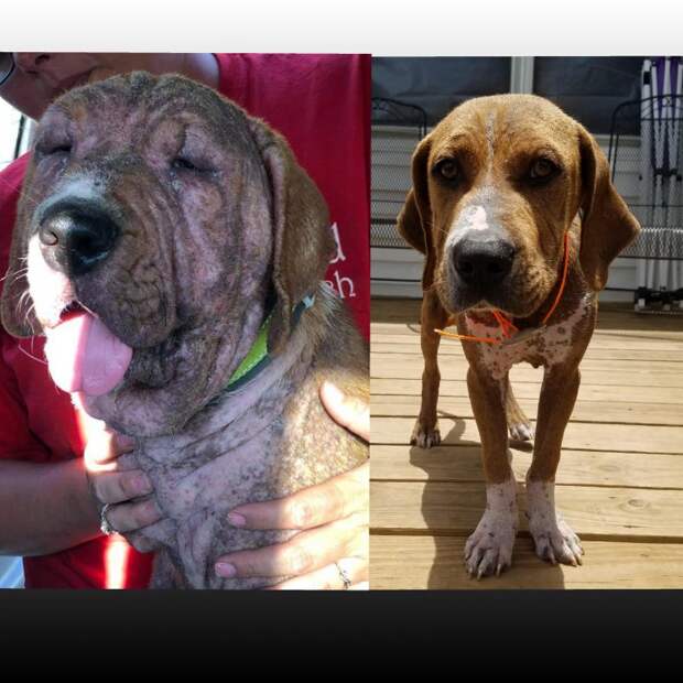 20 удивительных преображений животных, которые с улиц попали в заботливые руки 20 удивительных преображений животных, которые с улиц попали в заботливые руки до и после, истории спасения, история спасения, кошка, собака