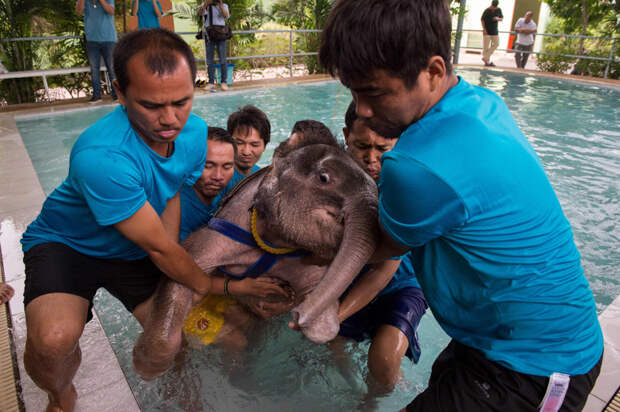 Как слона учат в воде заново ходить животные, слон