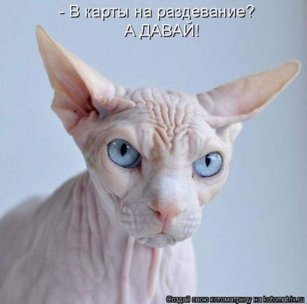 Котоматрицы(картинки с надписями)