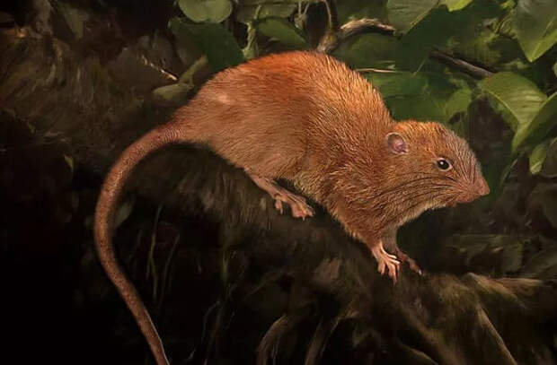 Крыс-гигантов нашли на Соломоновых островах