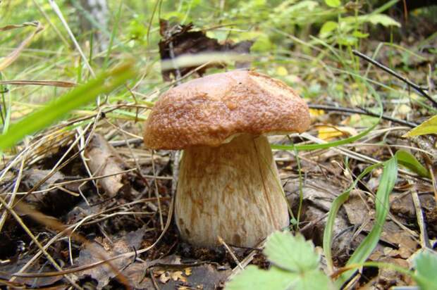 Грибное место  грибы, природа, крсота