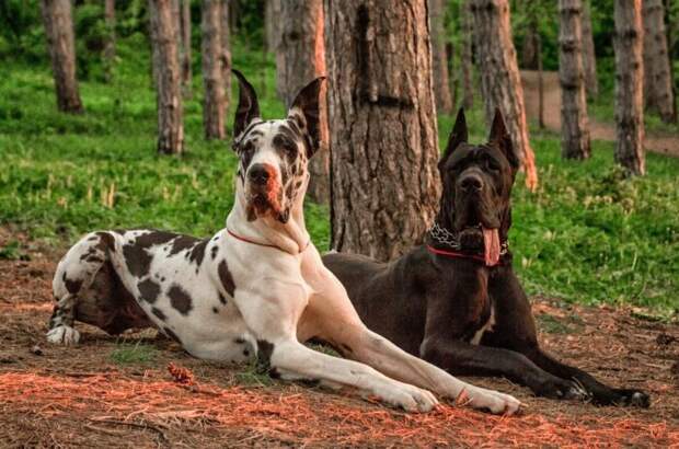 Очень страшный ревнивец. |Фото: klkfavorit.ru. Очень страшный ревнивец. |Фото: klkfavorit.ru.