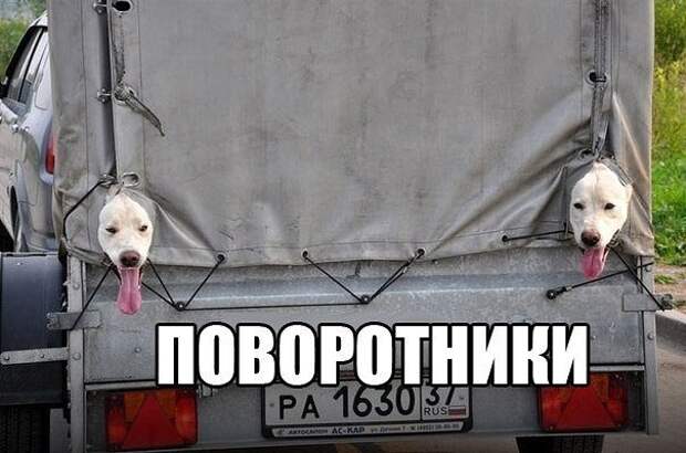 Немного о собаках картинки, собаки