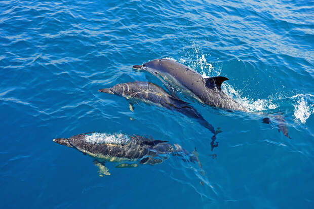 В Черном море стартовала первая с 1990-х годов перепись дельфинов