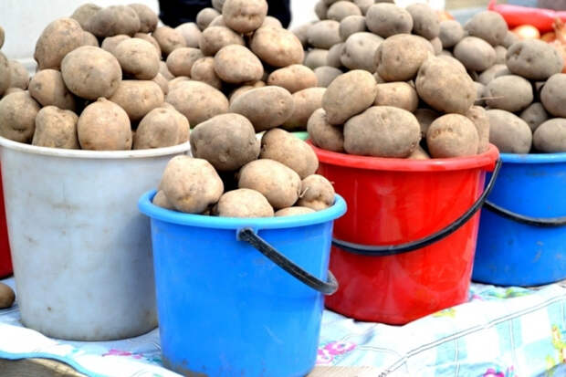 Штраф за продажу картофеля с дачи, рекордный экспорт зерна и рост производства с/х-техники