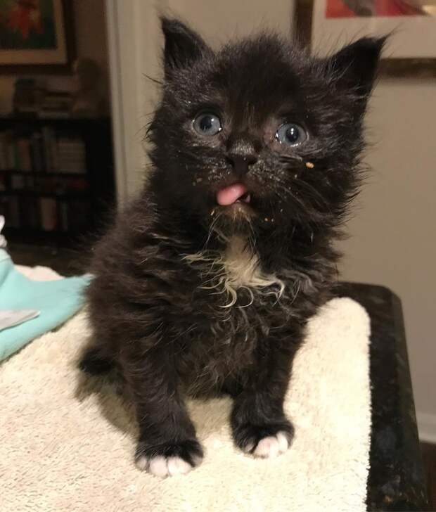 черный котенок