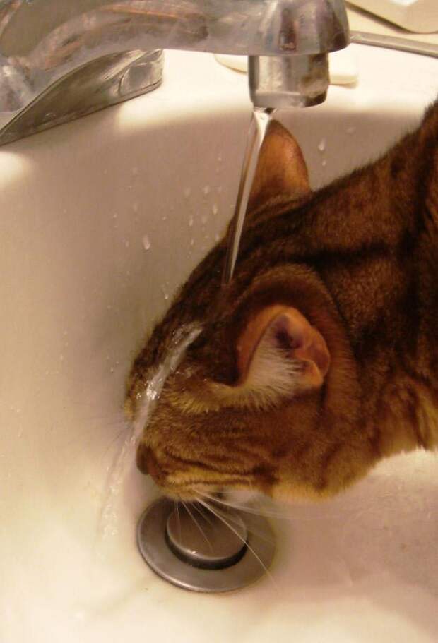 коты любят воду, коты купаются, коты вода