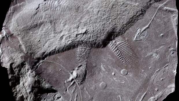 295 млн лет: палеонтологи раскопали самый древний отпечаток «пятой точки»