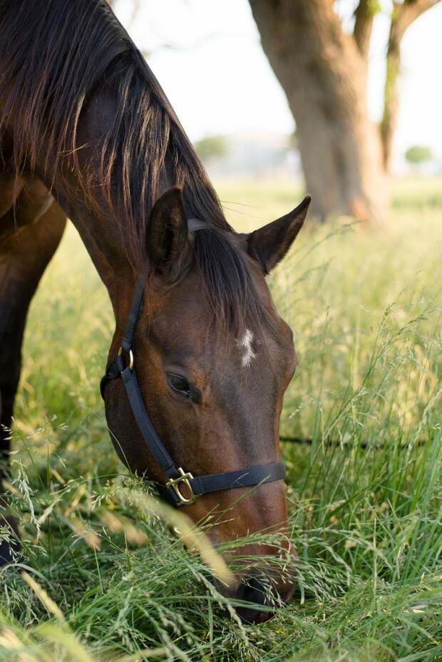 Joe the horse