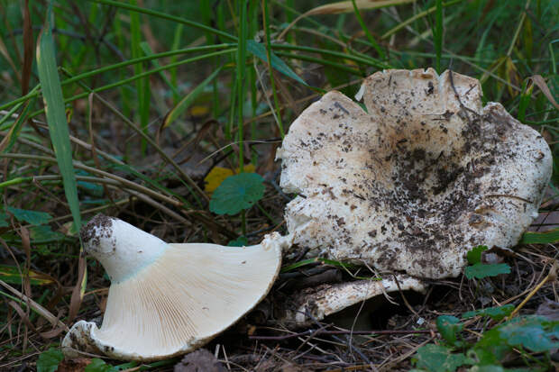 Груздь настоящий — съедобный гриб 1-й категории. Имеет белую слизистую шляпку (до 20 см) воронкообразной формы с завёрнутыми внутрь опушёнными краями и белую или желтоватую ножку (до 7 см). Произрастает в лиственных и смешанных лесах. (Tatiana Bulyonkova)
