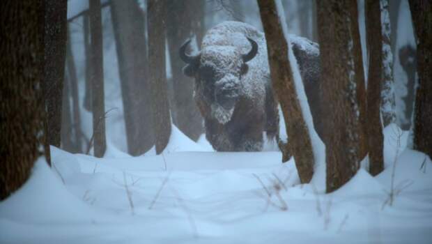 В Тульской области фотоловушки запечатлели статного снежного зубра