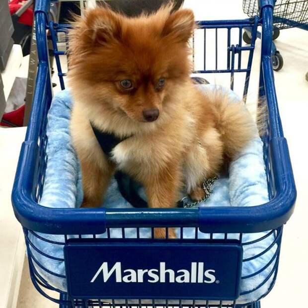 cart14