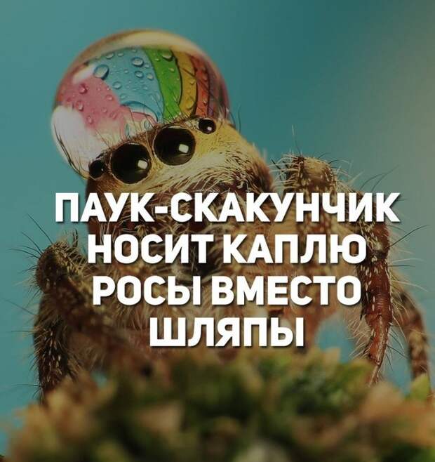 Боб Боб