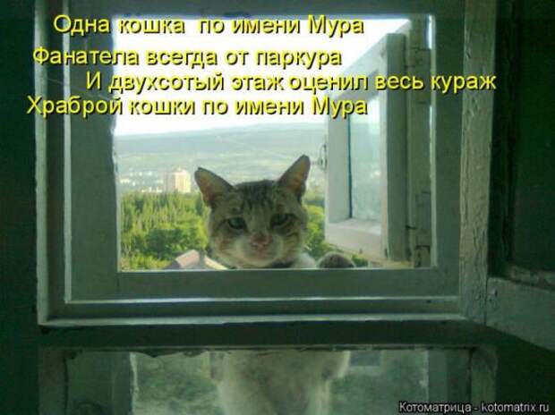 Котоматрицы(картинки с надписями)
