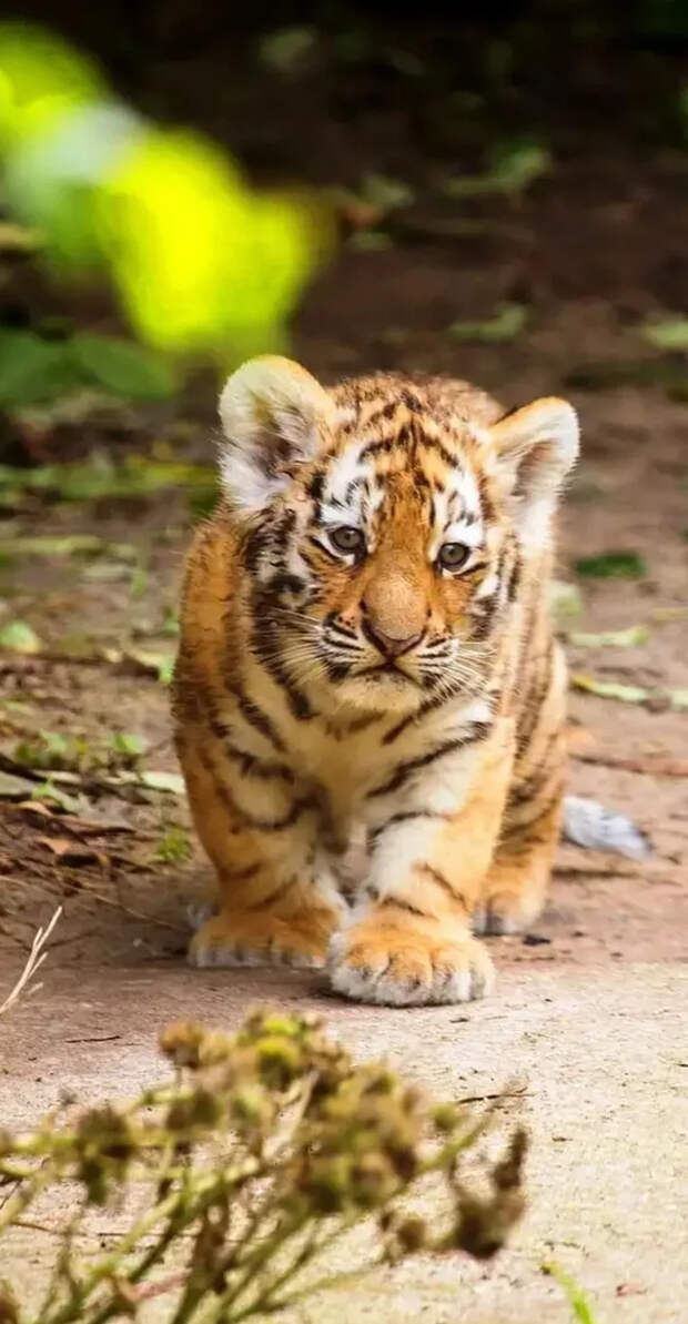 Маленькие большие кошки Большие кошки, Милота, Детеныш, Хищник, Животные, Дикие животные, Лев, Леопард, Гепард, Тигр, Пантера, Пума, Снежный барс, Ягуар, Манул, Каракал, Рысь, Фотография, Длиннопост