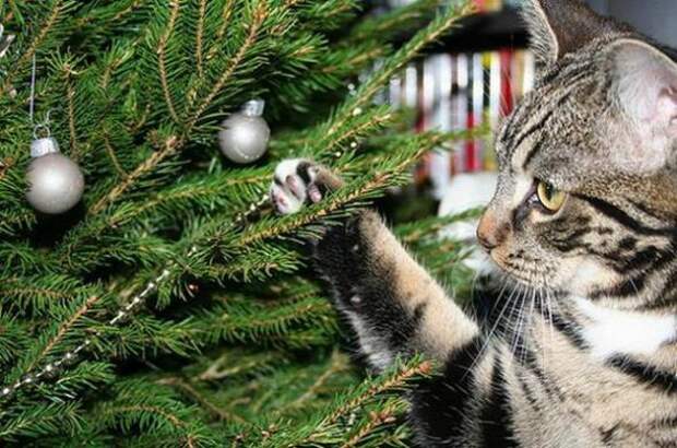 Коты на Новый год