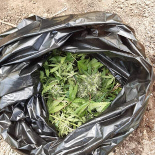 Сотрудники УНК МВД по РТ задержали казанца, занимавшегося выращиванием наркосодержащего растения